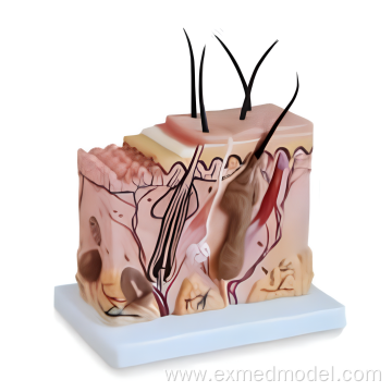 Skin Block Anatomy Training Model